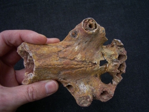 Sarcosuchus Schädelteil Schnauzenspitze mit Zahn