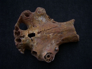 Sarcosuchus Schädelteil Schnauzenspitze mit Zahn