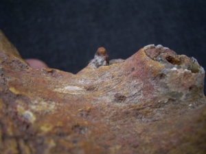 Sarcosuchus Schädelteil Schnauzenspitze mit Zahn