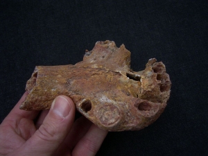 Sarcosuchus Schädelteil Schnauzenspitze mit Zahn