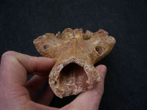 Sarcosuchus Schädelteil Schnauzenspitze mit Zahn