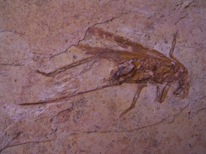 Heuschrecke Saltatoria mit Legestachel