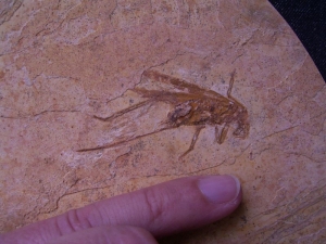 Heuschrecke Saltatoria mit Legestachel