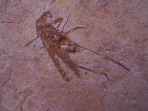 Heuschrecke Saltatoria mit Legestachel