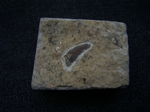 Nemacanthus Hai-Stachel aus der Trias # 2