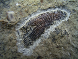 Nemacanthus Hai-Stachel aus der Trias # 2