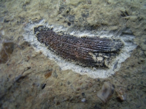 Nemacanthus Hai-Stachel aus der Trias # 2