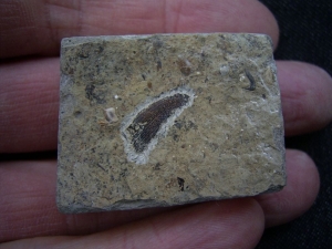 Nemacanthus Hai-Stachel aus der Trias # 2