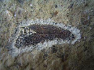 Nemacanthus Hai-Stachel aus der Trias # 2