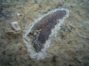 Nemacanthus Hai-Stachel aus der Trias # 2