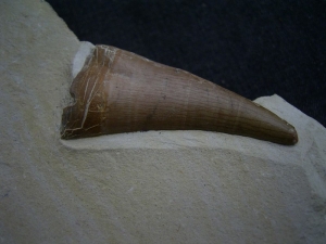 Dakosaurus Zahn aus dem Plattenkalk