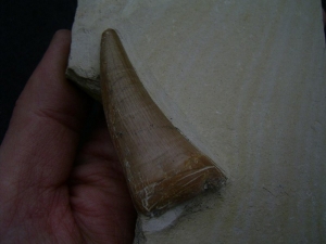 Dakosaurus Zahn aus dem Plattenkalk