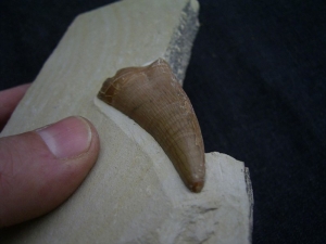 Dakosaurus Zahn aus dem Plattenkalk