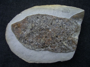 Gyrolepis, middle triassic fish in original nodule.
