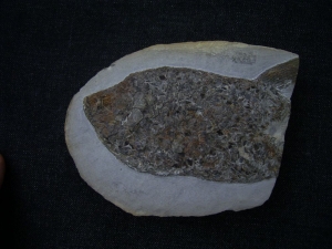 Muschelkalk Fisch Gyrolepis