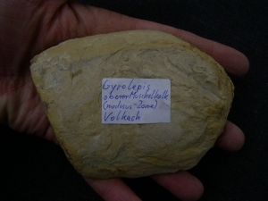 Muschelkalk Fisch Gyrolepis