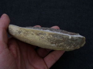 Muschelkalk Fisch Gyrolepis