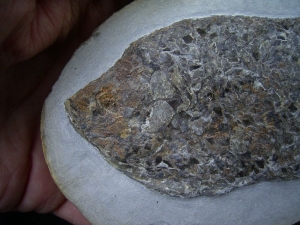 Muschelkalk Fisch Gyrolepis