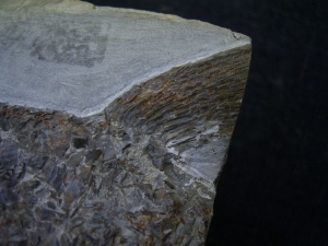 Muschelkalk Fisch Gyrolepis