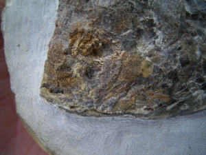 Muschelkalk Fisch Gyrolepis