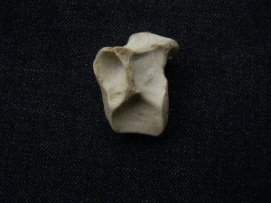 Tanystropheus Wirbel aus dem unteren Muschelkalk