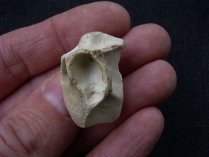 Tanystropheus Wirbel aus dem unteren Muschelkalk