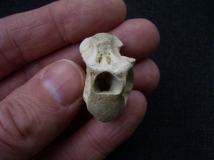 Tanystropheus Wirbel aus dem unteren Muschelkalk