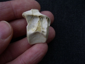 Tanystropheus Wirbel aus dem unteren Muschelkalk