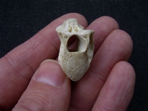 Tanystropheus Wirbel aus dem unteren Muschelkalk