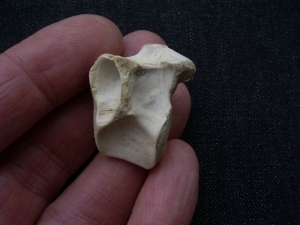 Tanystropheus Wirbel aus dem unteren Muschelkalk