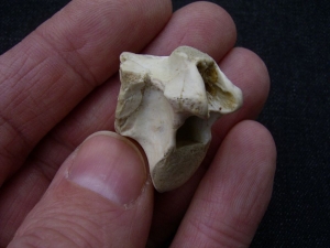 Tanystropheus Wirbel aus dem unteren Muschelkalk