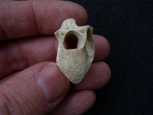 Tanystropheus Wirbel aus dem unteren Muschelkalk