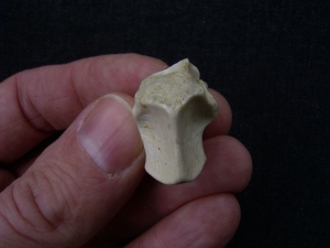 Tanystropheus Wirbel aus dem unteren Muschelkalk