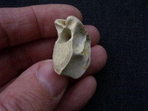 Tanystropheus Wirbel aus dem unteren Muschelkalk