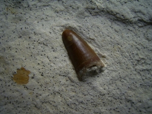 Cricosaurus Zahn aus dem oberen Jura