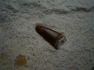 Cricosaurus Zahn aus dem oberen Jura