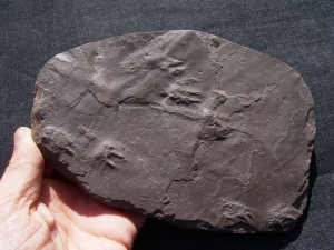 Spurenplatte aus dem Perm