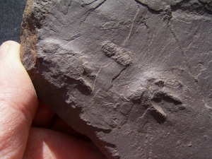 Spurenplatte aus dem Perm