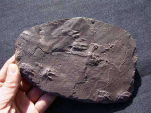 Spurenplatte aus dem Perm