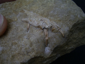 Nothosaurus Kiefer mit drei Zähnen