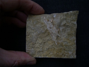 Nothosaurus Kiefer mit drei Zähnen