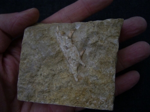 Nothosaurus Kiefer mit drei Zähnen