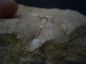 Nothosaurus Kiefer mit drei Zähnen