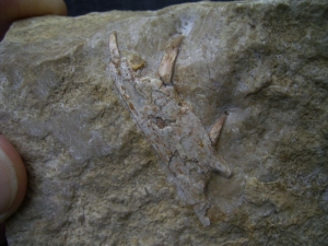 Nothosaurus Kiefer mit drei Zähnen