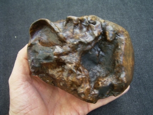 Homo Mojokertensis, Kinderschädel aus Java