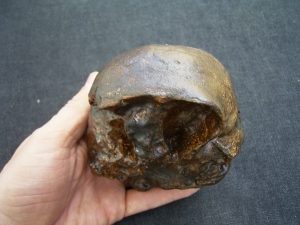 Homo Mojokertensis, Kinderschädel aus Java