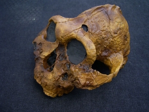 Australopithecus Boisei KNM-ER 406