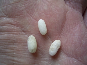 Drei Eidechsen Eier, Oligozän