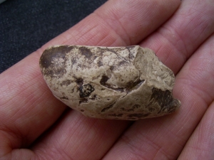 Coprolith aus Messel