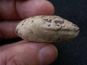 Coprolith aus Messel